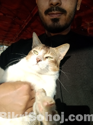 দেশি বিড়াল